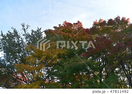 日本庭園　花田苑　　越谷市 47811492