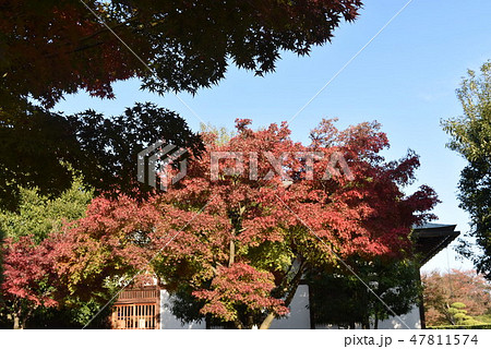 日本庭園　花田苑　　越谷市 47811574