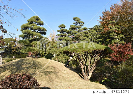 日本庭園 花田苑 越谷市 日本庭園 花田苑 越谷市 47811575