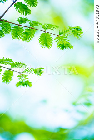 新緑 47811973