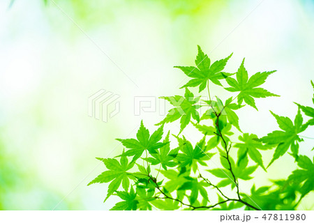 新緑 47811980