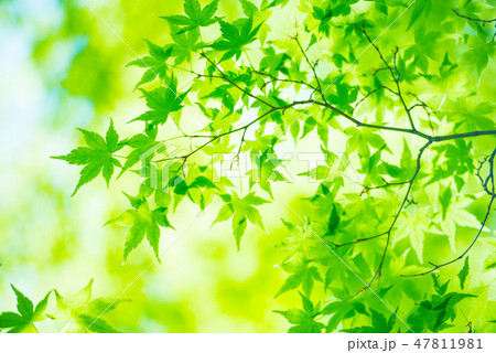 新緑 47811981