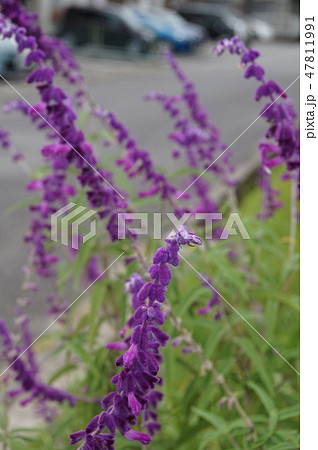 アメジストセージ アメジストセージ 47811991