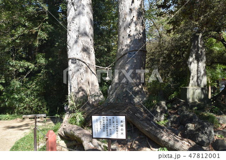 夫婦の木　　妻沼 47812001