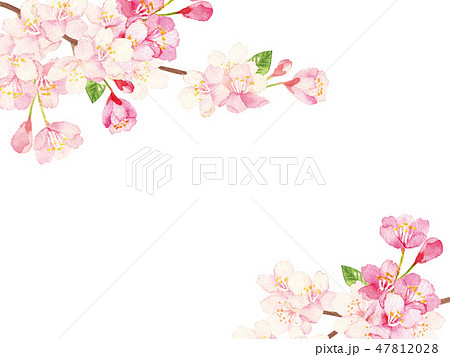 桜 水彩 背景イラストのイラスト素材