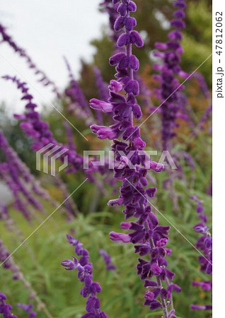 アメジストセージ 47812062