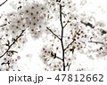 春 桜 空 47812662