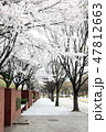 春 桜 距離 47812663