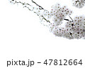 桜 春 47812664
