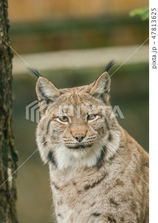 A big lynx is attentive outside in winter 47813625