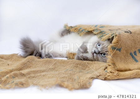 麻袋に隠れて遊ぶ子猫。戯れる,猫,ペットイメージ 47814321