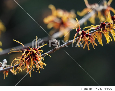 マンサク マンサク 47814455