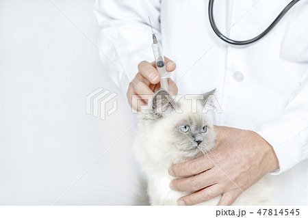 猫に注射をする男性獣医。予防接種、治療、病気、ペット、子猫イメージ 猫に注射をする男性獣医。予防接種、治療、病気、ペット、子猫イメージ 47814545