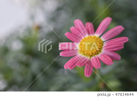 マーガレット 47814644