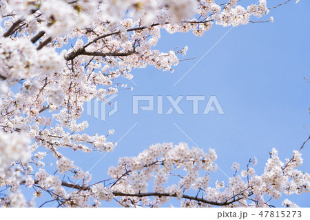 桜 47815273