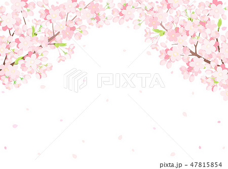 桜 背景イラストのイラスト素材