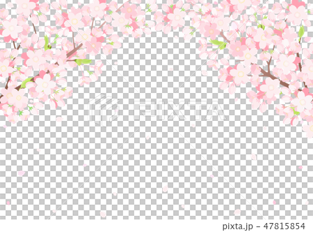 桜 背景イラストのイラスト素材