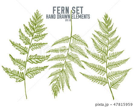 Vector collection of hand drawn pastel fern Vector collection of hand drawn pastel fern 47815959