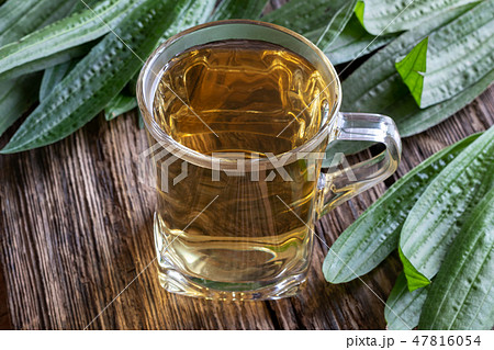 A cup of ribwort plantain tea with plantain leaves 47816054