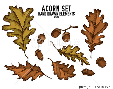 Vector collection of hand drawn colored acorn Vector collection of hand drawn colored acorn 47816457