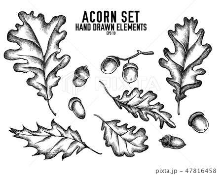 Vector collection of hand drawn black and white acorn 47816458