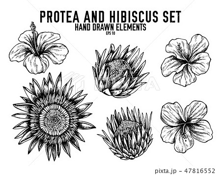 Vector collection of hand drawn black and white protea, hibiscus Vector collection of hand drawn black and white protea, hibiscus 47816552