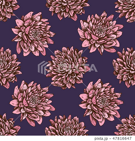 Seamless pattern with hand drawn colored aster Seamless pattern with hand drawn colored aster 47816647
