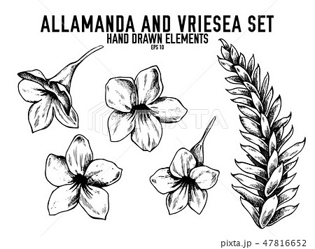 Vector collection of hand drawn black and white allamanda, vriesea Vector collection of hand drawn black and white allamanda, vriesea 47816652