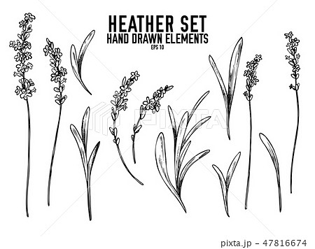 Vector collection of hand drawn black and white heather 47816674