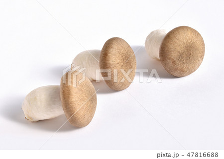 きのこ（大黒本しめじ） 47816688