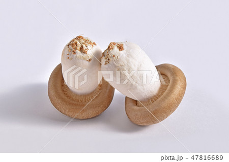 きのこ（大黒本しめじ） 47816689