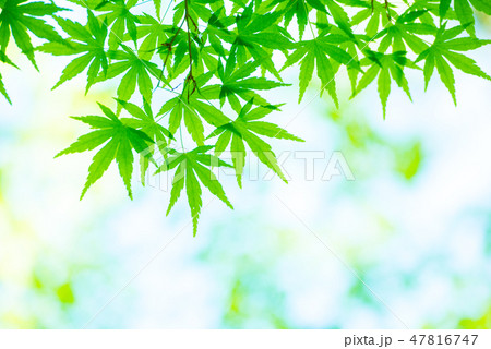 新緑 47816747