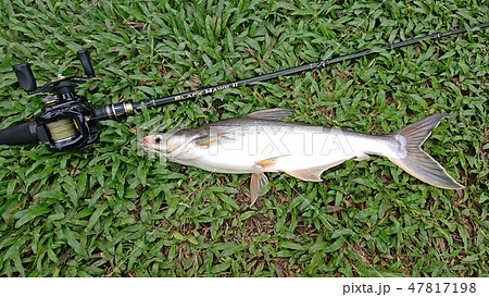 ルアーフィッシング パティン フィッシュ ルアーフィッシング パティン フィッシュ 47817198