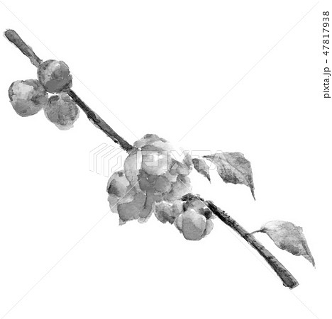 ロウバイ ろうばい 蠟梅 水墨画 薄墨 モノトーンのイラスト素材