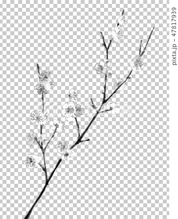 白梅 うめ 水墨画 モノトーン 薄墨 水墨画 47817939