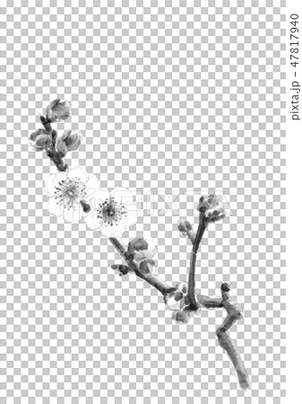白梅 うめ 水墨画 モノトーン 薄墨  47817940