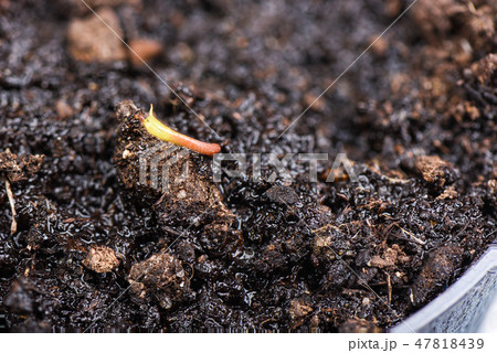 The first sprout of lychee from the wet ground in a pot. The first sprout of lychee from the wet ground in a pot. 47818439