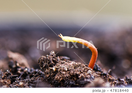 Macro shot. Lychee sprout from the ground. Macro shot. Lychee sprout from the ground. 47818440
