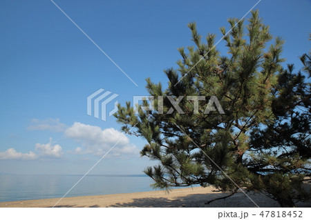 慶野松原海水浴場(兵庫県) 慶野松原海水浴場(兵庫県) 47818452