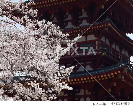 薬師寺 西塔と満開の桜 薬師寺 西塔と満開の桜 47818499