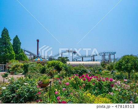 枚方パークのバラ園 47818513