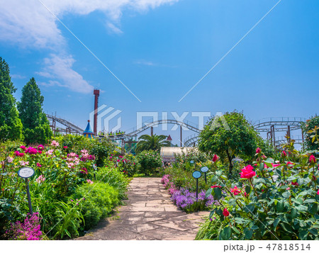 枚方パークのバラ園 47818514