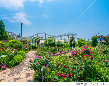 枚方パークのバラ園 47818515