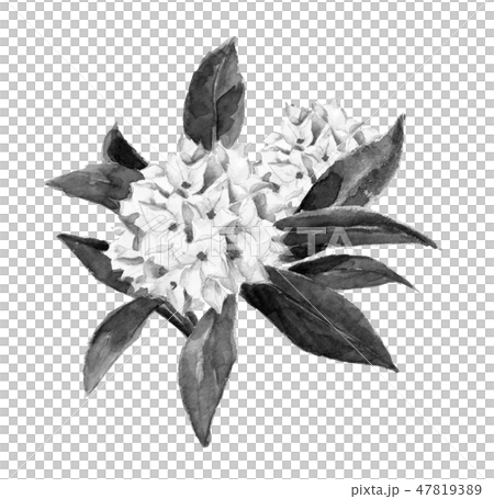 沈丁花 ジンチョウゲ チンチョウゲ 水彩 水墨 モノトーン 47819389