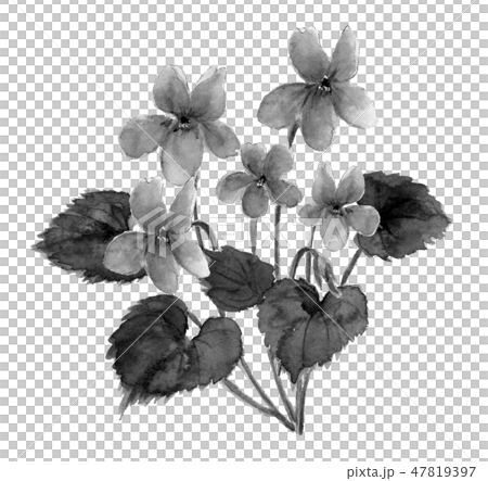 すみれ 菫 水彩画 水墨 モノトーンのイラスト素材 [47819397] - PIXTA