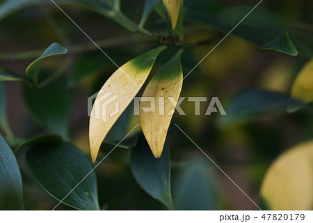 ナギ（梛） 47820179