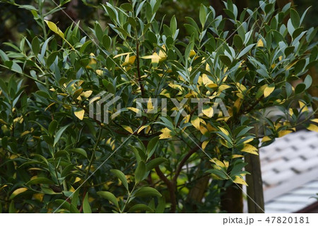 ナギ（梛） 47820181