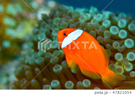 クマノミ 47821054