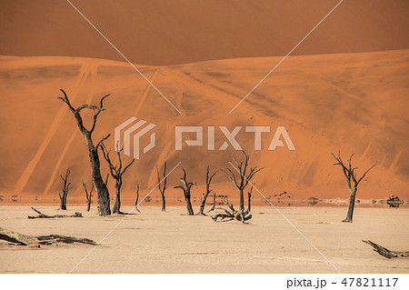 ナミビア ナミブ砂漠 死の沼 デッドフレイの写真素材