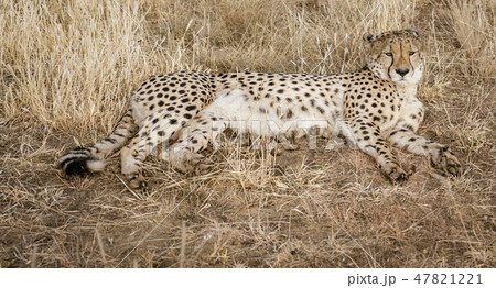 Adult cheetah lies down in dry grass Adult cheetah lies down in dry grass 47821221